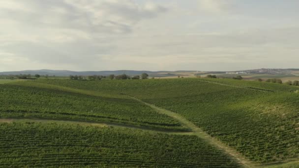 Belles Collines Vallonnées Champs Fertiles Verts République Tchèque Rurale Voie — Video