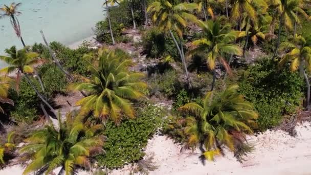 Aerial Drone Shot Beautiful Little Island Tropical Lagoon Fakarava Camera — Stock Video