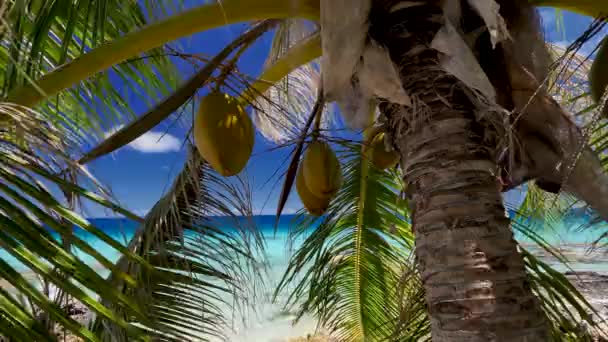 Nice Shot Coconut Palmtree Tropical Beach Blue Lagoon Atoll Fakarava — Video