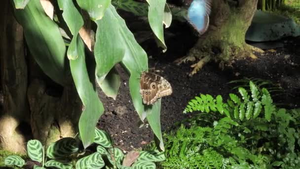 Motýl Peleides Blue Morpho Sedí Listě Rostliny — Stock video