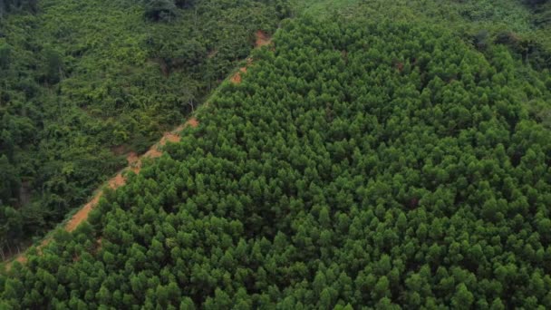 热带山坡上的森林砍伐 农业扩张 — 图库视频影像