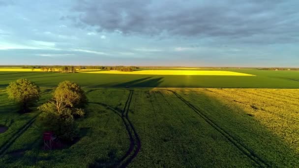 Letecký Zpětný Pohyb Záběru Zelených Plodin Žlutých Květin Zemědělských Polí — Stock video