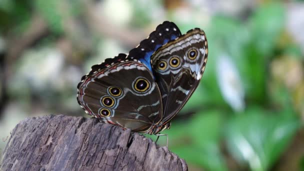 Zavřít Statický Záběr Peleides Modrý Morpho Motýl Kmeni Stromu — Stock video