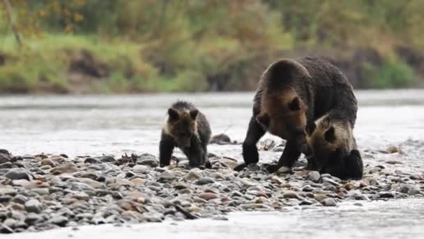 Grizzly Bear Family Feasting Salmon Μεγάλη Αρκούδα Τροπικό Δάσος Βρετανική — Αρχείο Βίντεο
