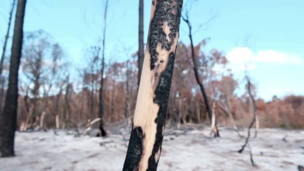 Burnt Tree Stands Alone Fire — Video