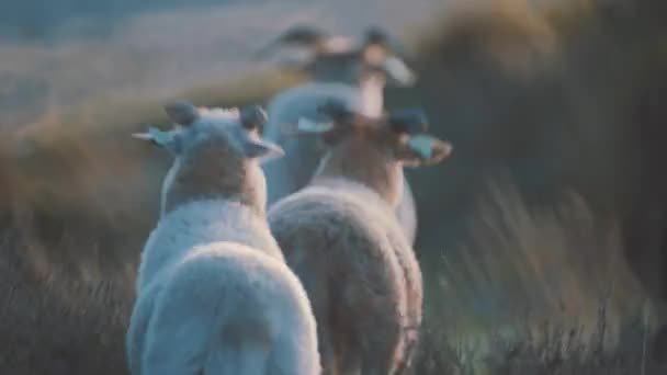 Calmando Plano Escénico Detrás Las Cabras Jóvenes Juguetonas Acantilado Con — Vídeos de Stock