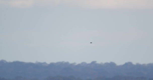 Trogon Flyger Tjocka Lövverk Tambopata National Reserve Regnskog Peru — Stockvideo