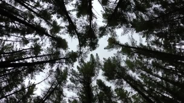 Treetops Dark Dense Forest Marbella Spain — Stock Video