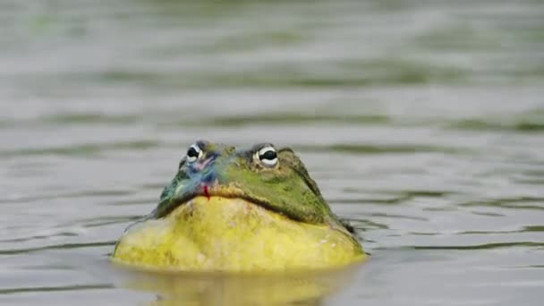 Bullfrog Mâle Massif Sur Étang Central Kalahari Game Reserve Botswana — Video