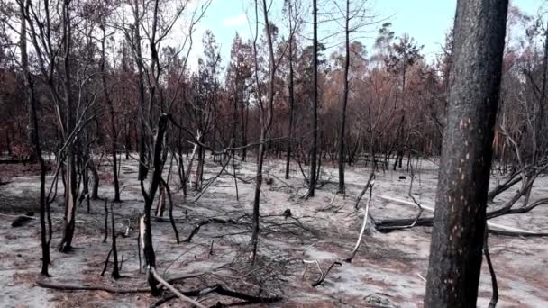 Yanmış Ağaçlar Küller Ormanı — Stok video