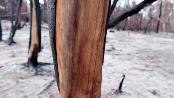 Καμένο Δέντρο Στέκεται Μόνο Του Μια Καμένη Περιοχή — Αρχείο Βίντεο