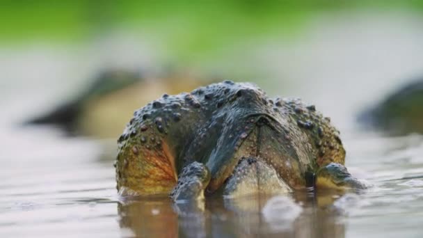 Amplexus Positie Van Een Parende Afrikaanse Bullfrog Zoetwater Vijver Selectieve — Stockvideo