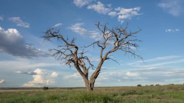 博茨瓦纳卡拉哈里中部野生动物保护区的无叶分枝孤树 时间流逝 — 图库视频影像