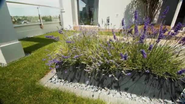 Green Roof Plants Urban Building — Stock video