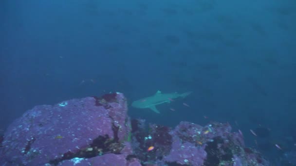 Requin Récif Pointe Noire Nageant Vers Haut Plateau Rocheux Rocheux — Video