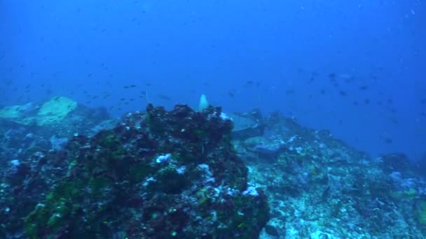 Серые Рифовые Акулы Плавают Над Рифом — стоковое видео
