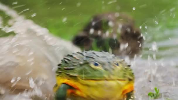 African Giant Bullfrogs Attacking Fighting Pyxicephalus Adspersus Pond Tracking Shot — Vídeos de Stock