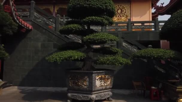 Panning Shot Van Grote Sier Bonsai Bomen Buiten Prachtige Pagode — Stockvideo