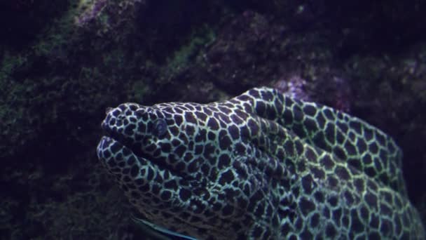 ハニーコムMorayサンゴ礁の中にウナギを口を開けてきれいな魚に入ることができます — ストック動画