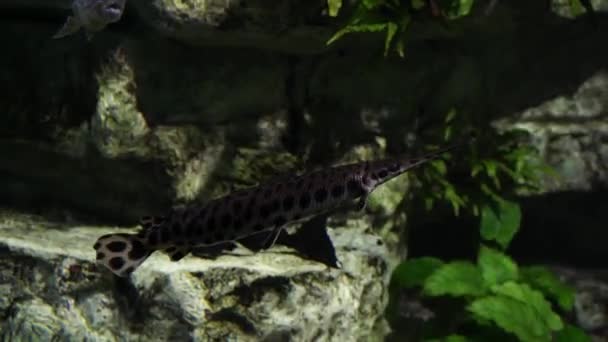 Spotted Gar Fish Swimming Quietly Clear Water Mississippi River Species — Video