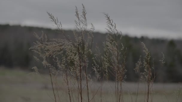 Tall Grass Gentle Blowing Breeze — Vídeo de Stock