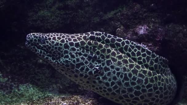 Honeycomb Moray Úhoř Útesu Čeká Dlouho Vzácné Zvíře — Stock video