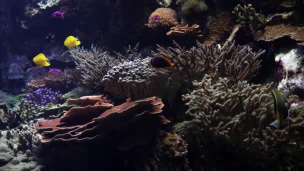 Bunte Fische Schwimmen Korallen Einer Tropischen Unterwasserlandschaft — Stockvideo