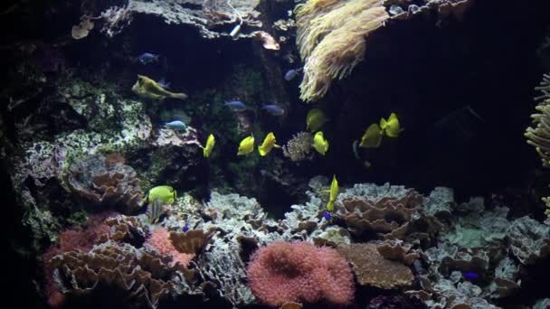 Manada Peces Tropicales Con Diferentes Colores Formas Nadando Bajo Corales — Vídeos de Stock