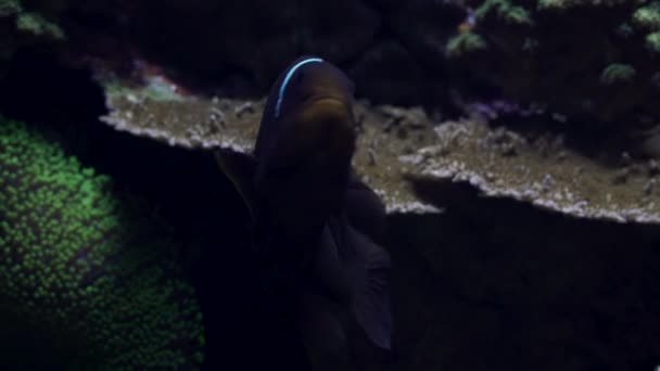 Schwarzer Clownfisch Schwimmt Auf Farbenfroher Unterwasserlandschaft Auf Nahrungssuche — Stockvideo