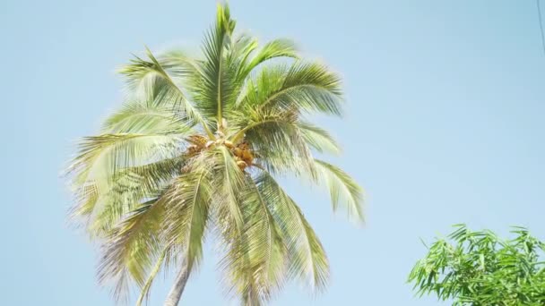 Beautiful Green Yellow Coconut Palm Tree Blue Sky Background Puerto — стоковое видео