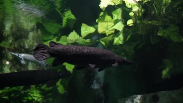 Alligator Gar Swimming Exploring Underwater Beautiful Fish Mississippi River — 비디오