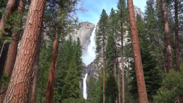 Static Shot Giant Trees Crashing Waterfall Background Sunny Day Yosemite — Stock Video