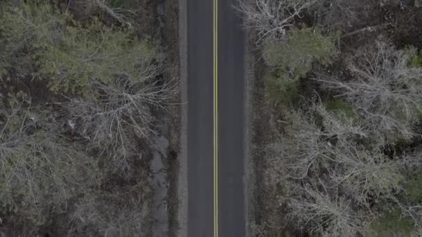 穿过林地的道路上的无人机顶部拍摄 黄色的线条与土质的森林色调有着强烈的契合和对称 — 图库视频影像