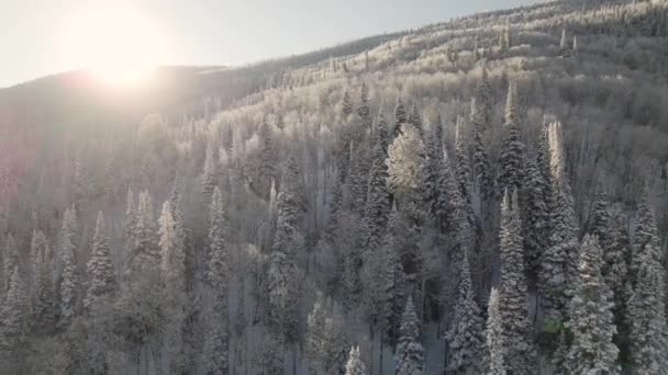 Orbit Shot Sunrise Grand Mesa Snowy Trees — Stok Video