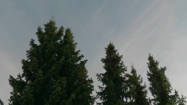 Árvores Abeto Verde Soprando Vento Durante Pôr Sol Com Céus — Vídeo de Stock