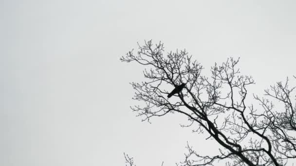 木の枝に座っている黒いカラスが飛び去っていく — ストック動画