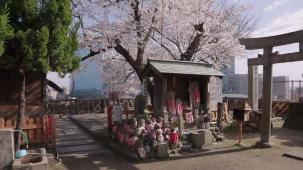 Spring Shrine Osaka Castle Park Sakura Blooming — стоковое видео