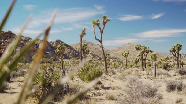 空旷的约书亚树国家公园 加利福尼亚 莫哈韦沙漠 乔舒亚树 岩石和群山 枪林弹雨 — 图库视频影像