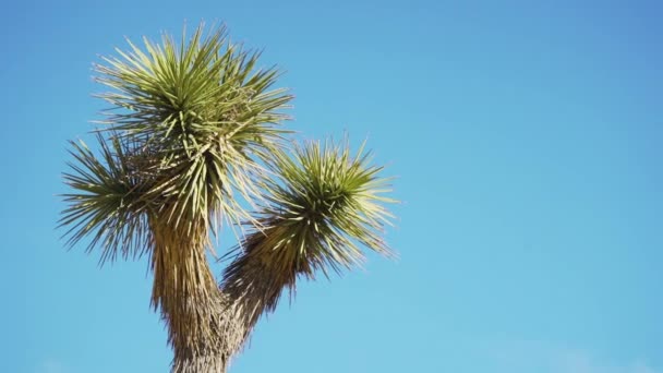 Zbliżenie Indywidualnego Samotnego Drzewa Joshua Jasnym Błękitnym Niebem Pustyni Mojave — Wideo stockowe