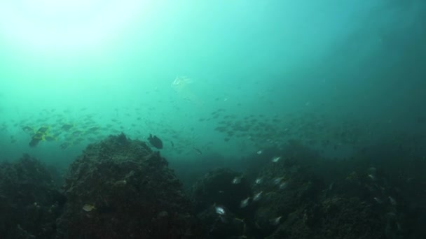 Unique Underwater View Marine Rubbish Floating Ocean Currents Next Schooling — Vídeos de Stock