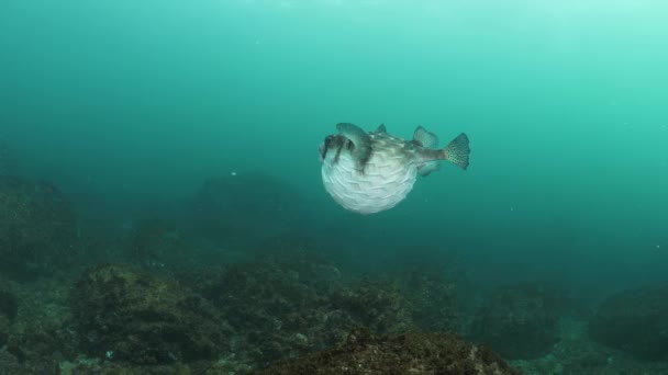 Scienziato Marino Studia Comportamento Unico Pesce Palla Velenoso Che Gonfia — Video Stock