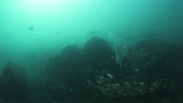 Odhozený Igelitový Sáček Pohybuje Oceánem Jako Medúza Unikátní Podvodní Pohled — Stock video