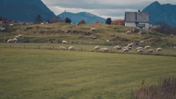 Rural Norway Herd Sheep Grazing Field Farmhouse Background Slow Motion — Vídeo de Stock