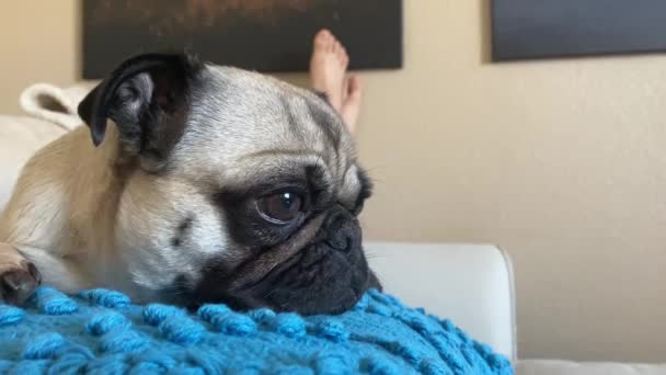 Close Preguiçoso Adorável Pug Feminino Cão Animal Estimação — Vídeo de Stock