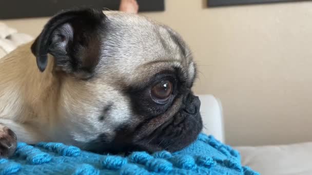 Close Retrato Preguiçoso Adorável Pug Feminino Travesseiro — Vídeo de Stock