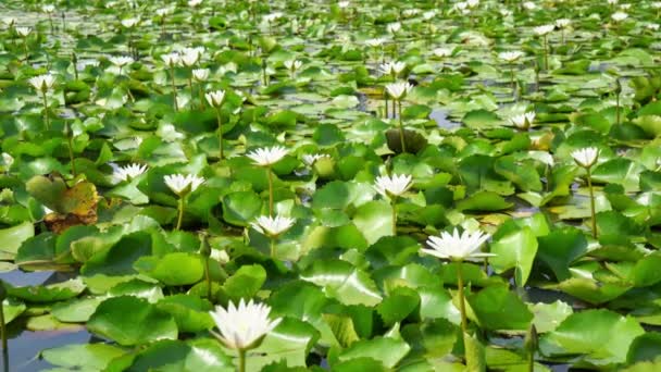 Krásný Bílý Lotosový Květ Lotosovém Jezírku — Stock video