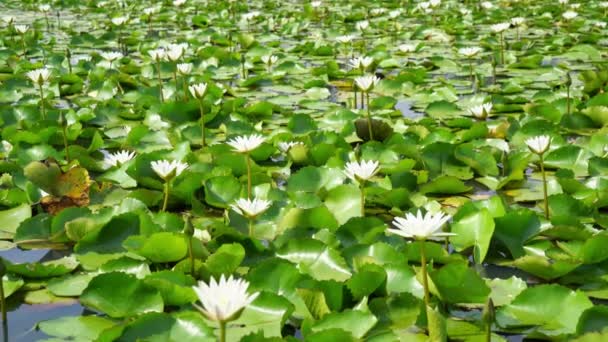 Hermosa Flor Loto Blanco Estanque Loto — Vídeos de Stock