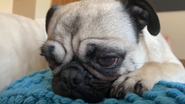 Close Adorable Female Pug Falling Asleep — Vídeos de Stock