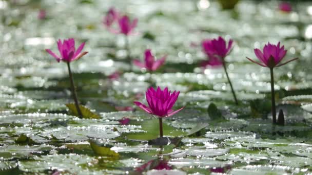Backlit Pink Lotus Flowers Sparkling Water Sun Summer Day — стоковое видео
