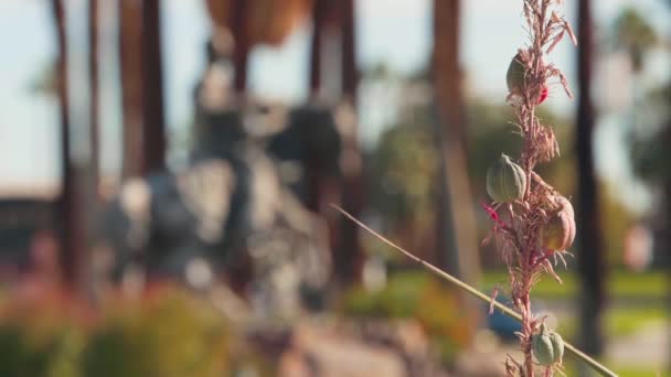 Famous Major Statue Palm Springs City Center Rack Focus Garden — Video Stock